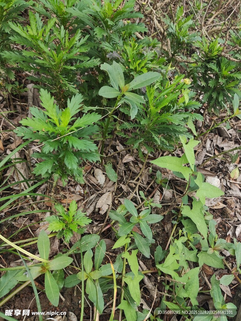 地面上的绿色植物群落