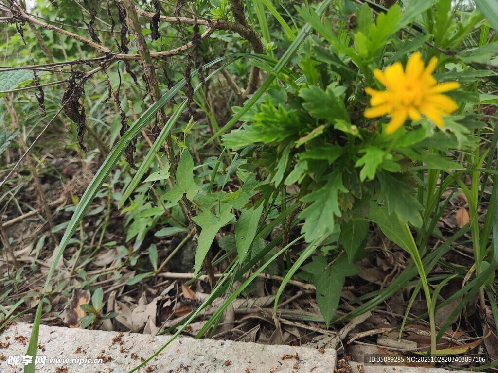 草丛中的黄色小花
