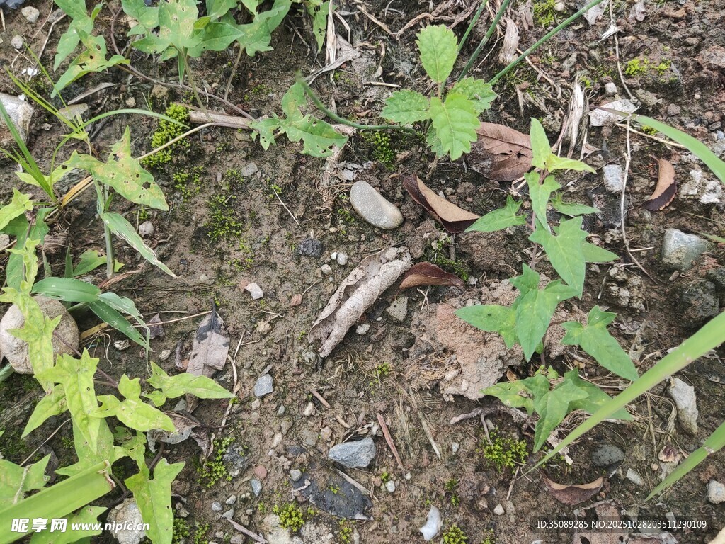 地面上的嫩绿植物
