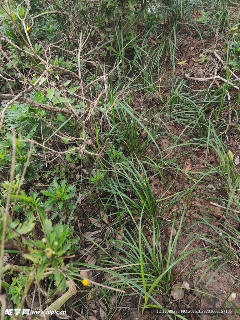 野外丛生的绿色植物