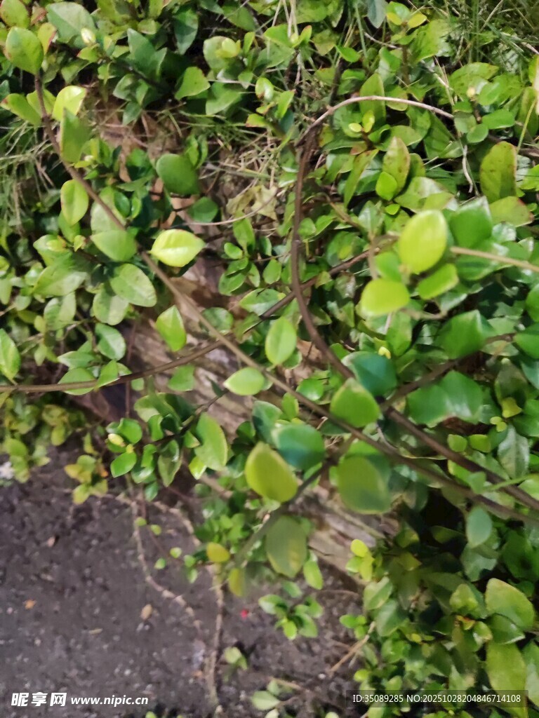 翠绿繁茂的地面绿植景观
