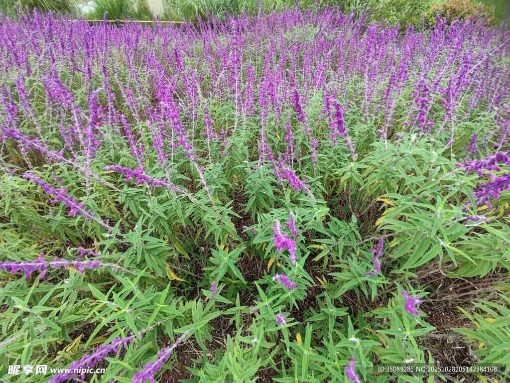 紫色薰衣草花海美景
