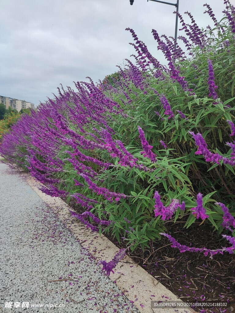 路边紫色花卉绽放
