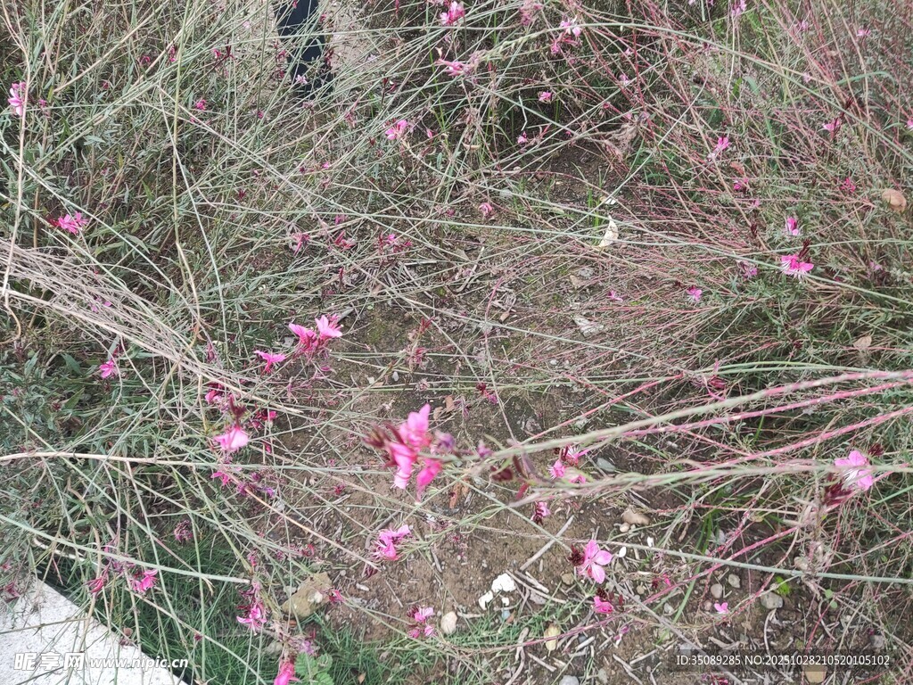 枝头绽放的粉嫩小花