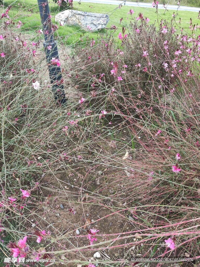 草丛中的粉色小花