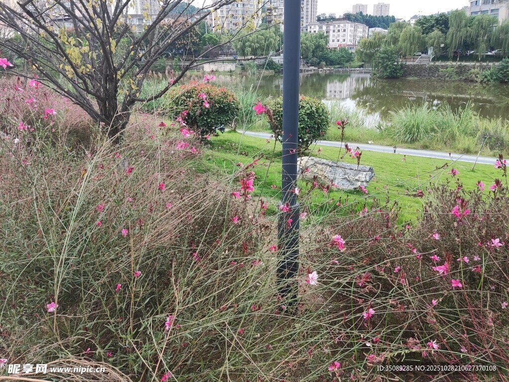 公园繁花绿植景观