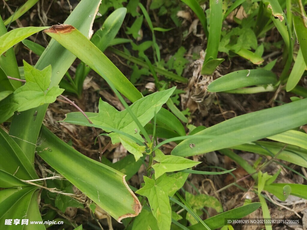 翠绿草丛中的生机植物