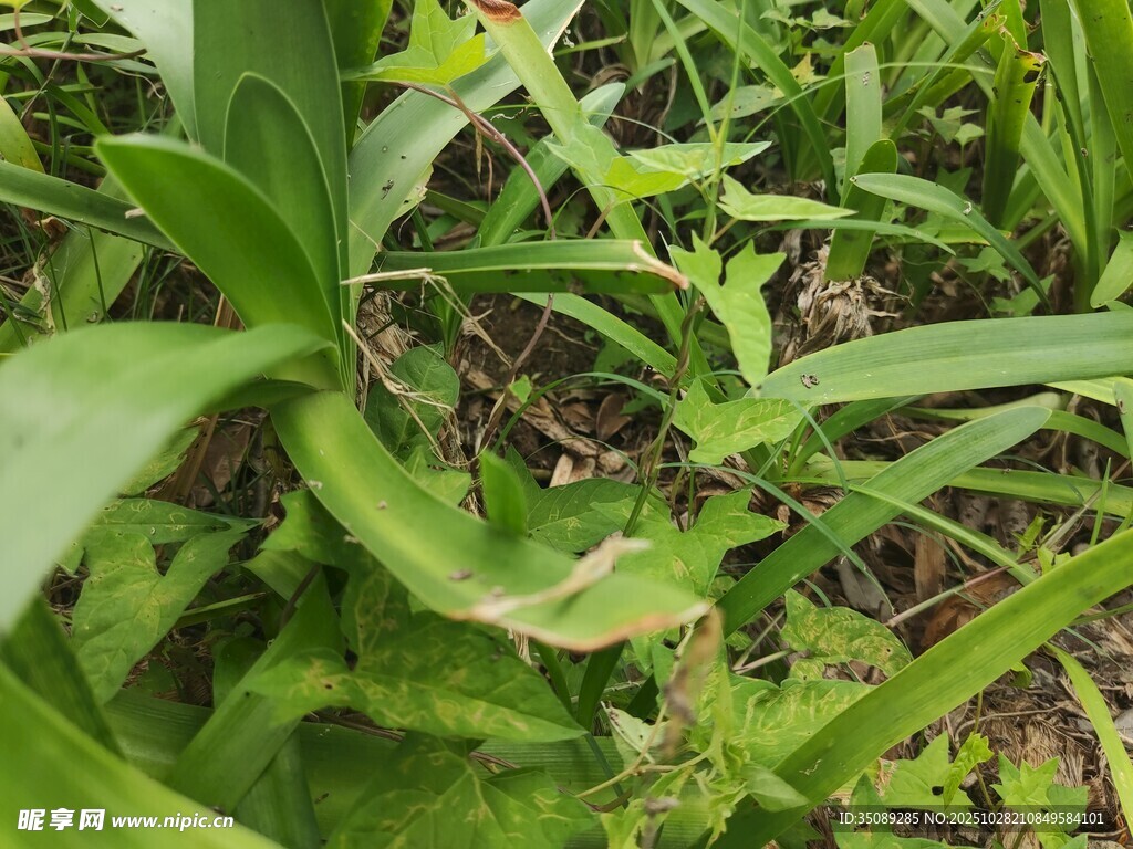 繁茂绿植展现自然生机