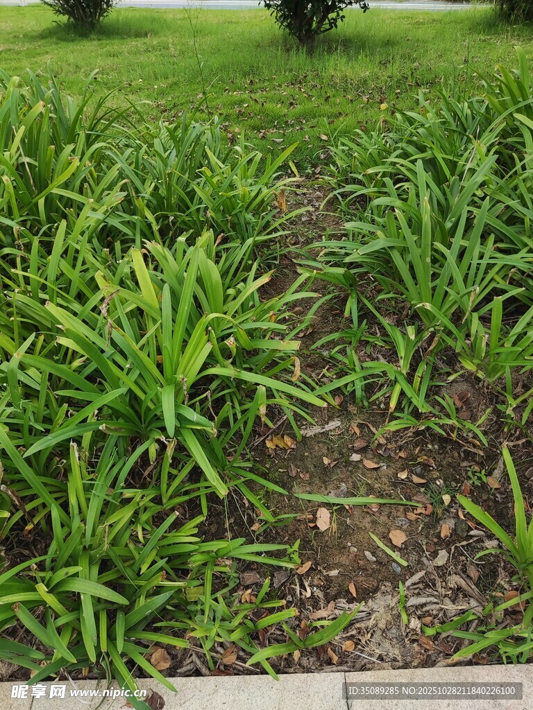 翠绿草地中的植物景观