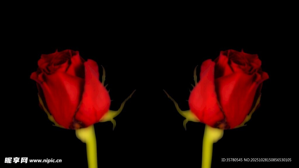 两朵娇艳红玫瑰