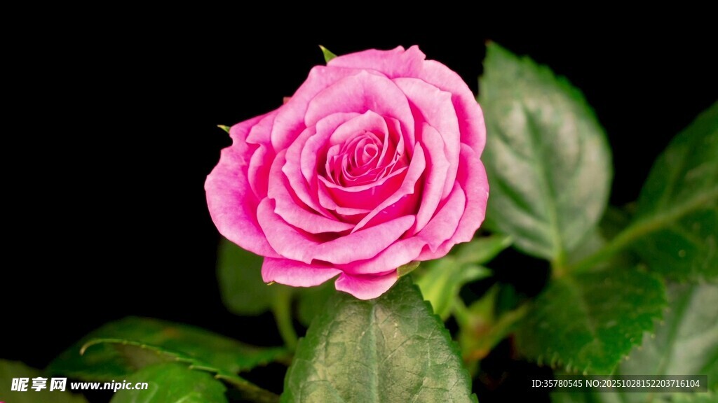 娇艳粉色玫瑰特写