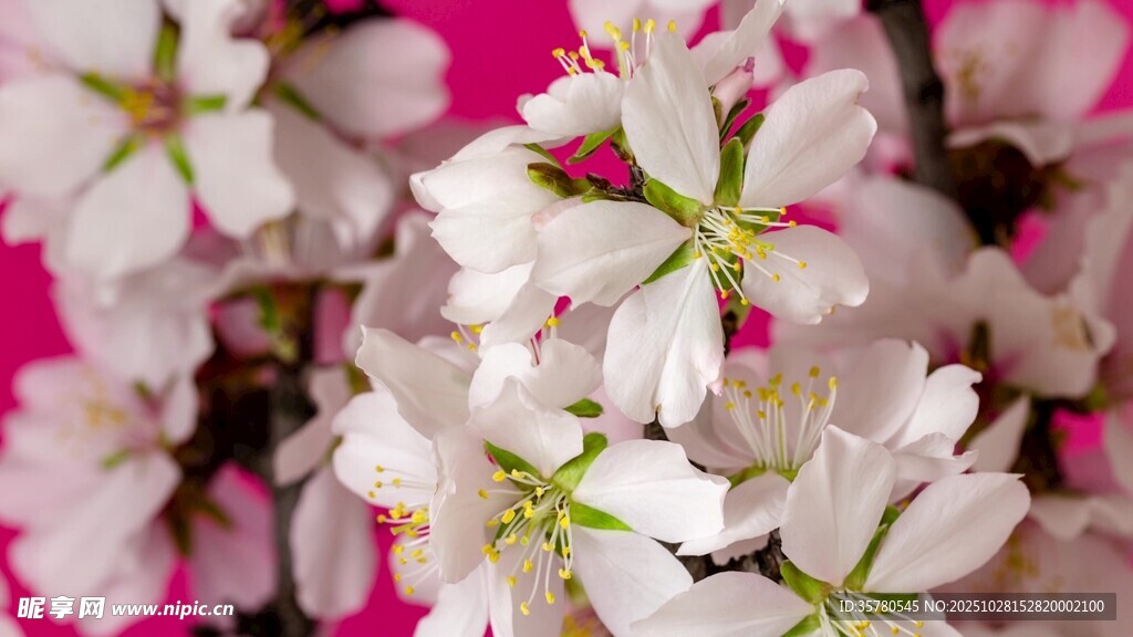 娇艳绽放的白色樱花