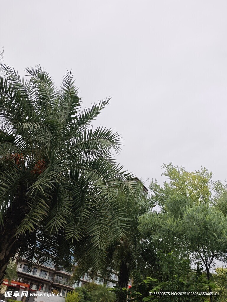 户外绿意盎然的棕榈树景观