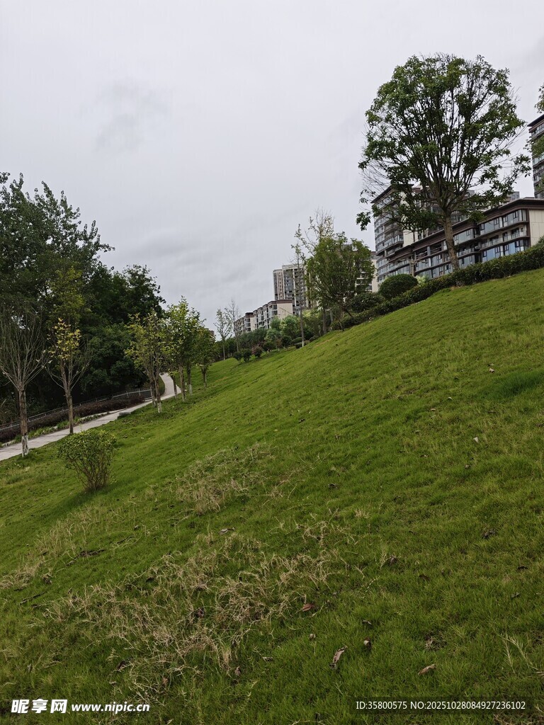 户外翠绿草地与树木景观