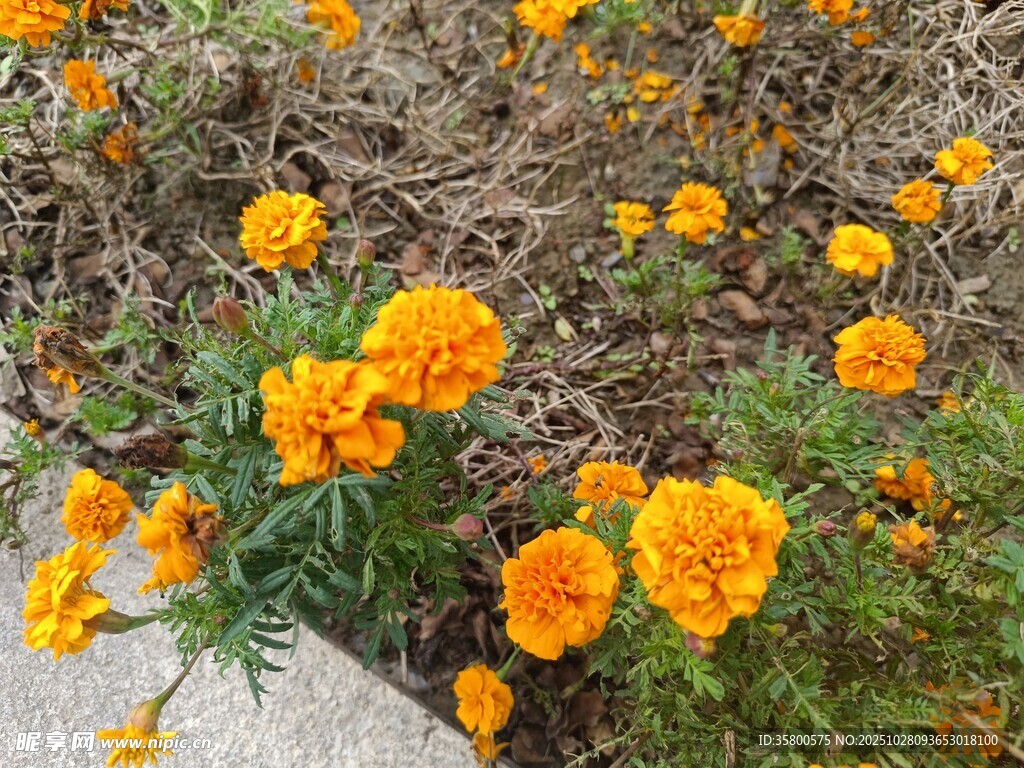 盛开的橙色万寿菊