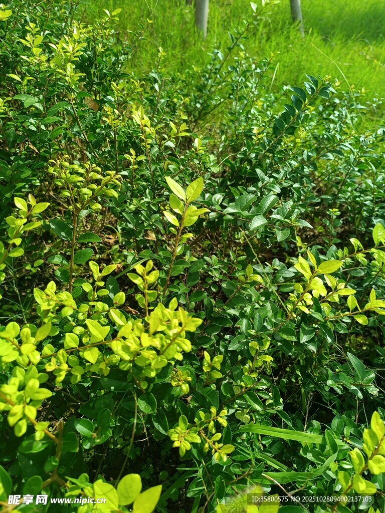 翠绿繁茂的灌木丛景观