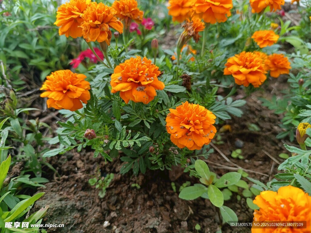 多彩万寿菊绽放于花园