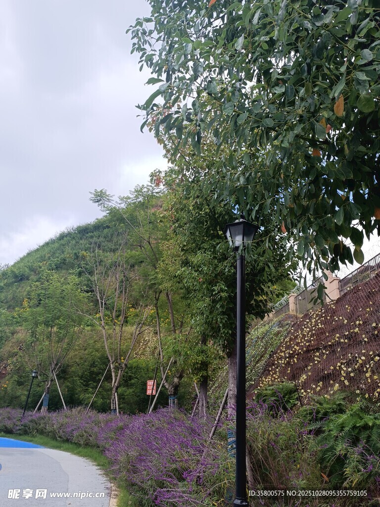 山间小道旁的繁茂绿树