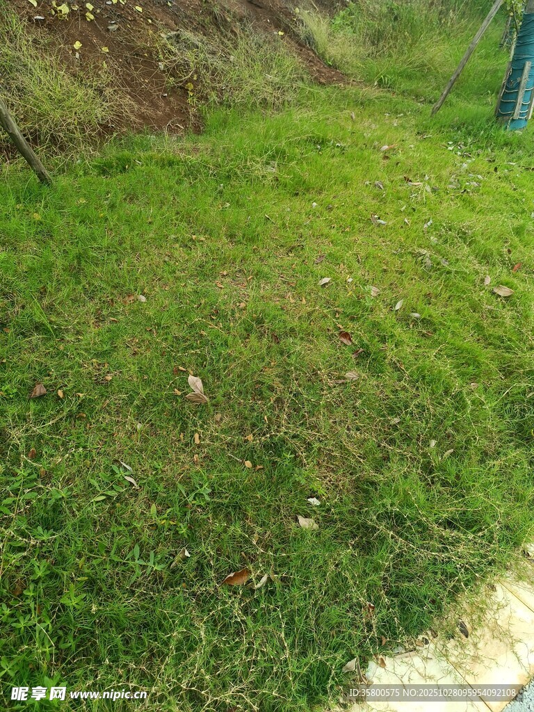 户外翠绿草地场景