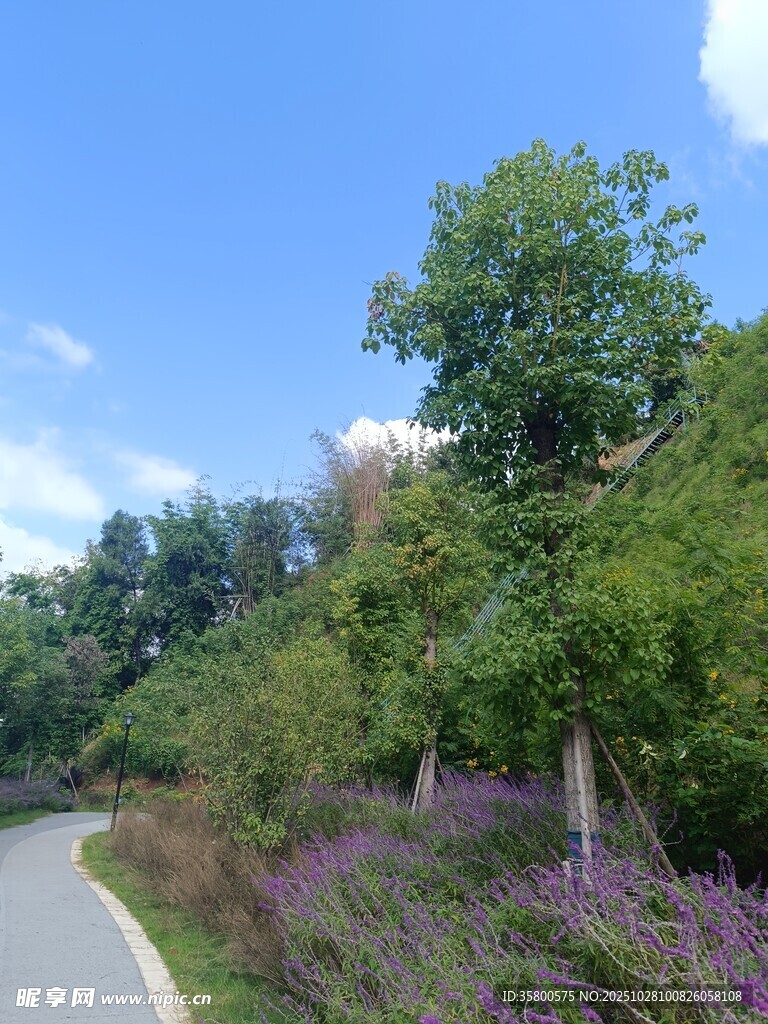 林间小径的自然风景