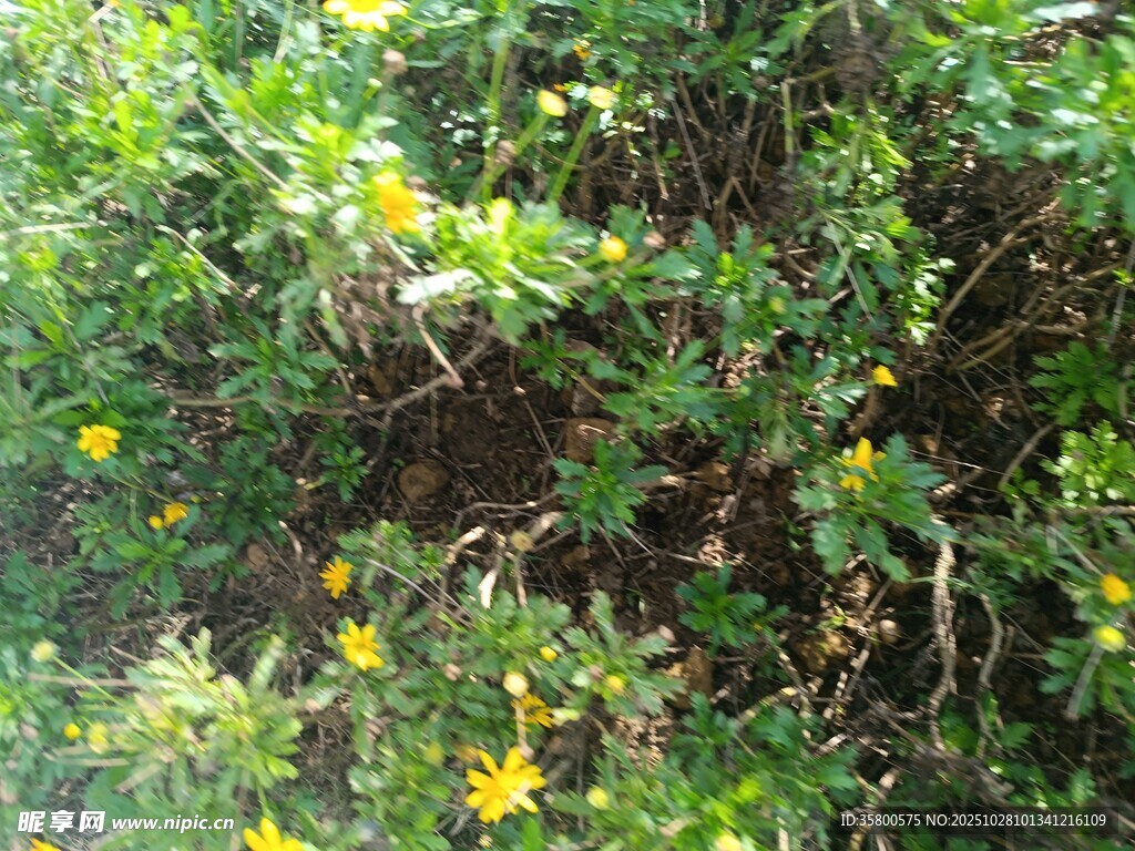 绿叶丛中的黄色小花