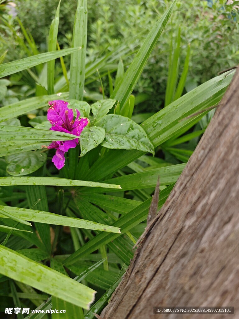 绿叶丛中娇艳紫花