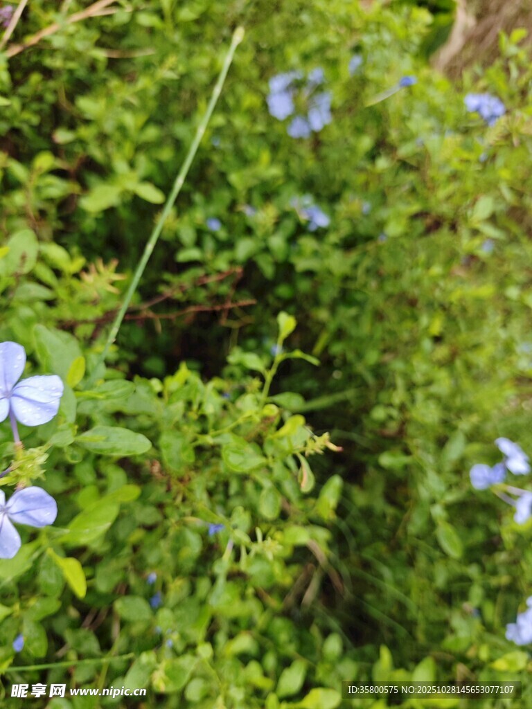 绿叶丛中的蓝色小花