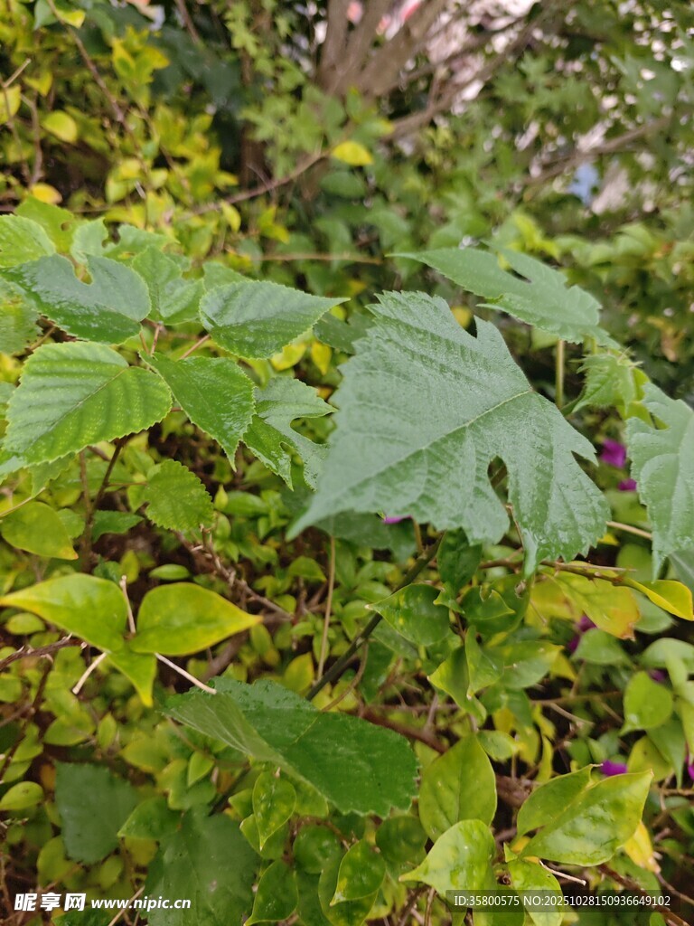 翠绿繁茂的野生植物