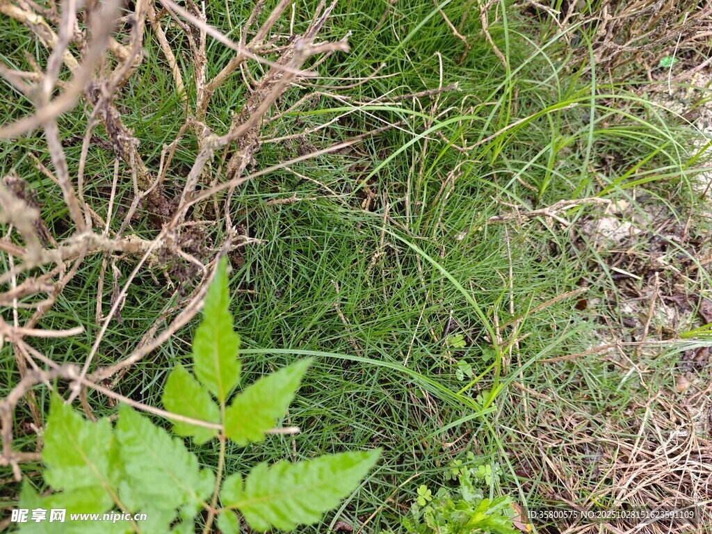 草丛中的绿色植物