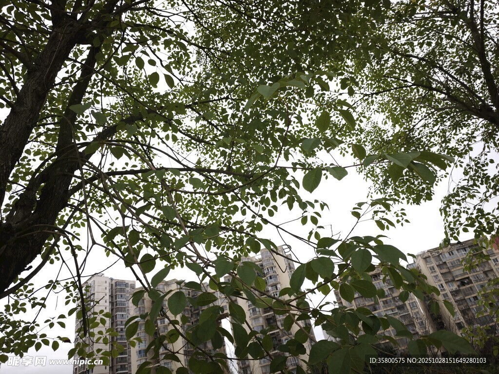 透过枝叶看城市建筑