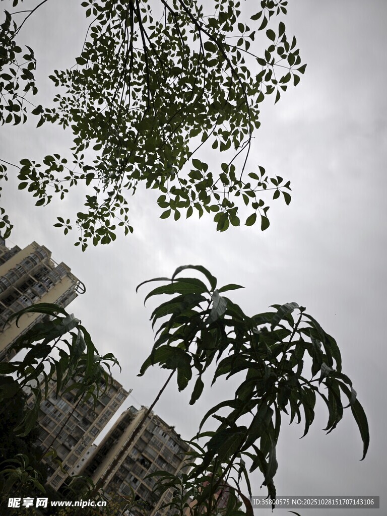 阴天里的绿植与高楼