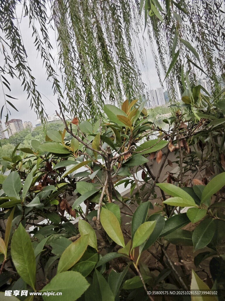 雾中垂柳与绿植景观