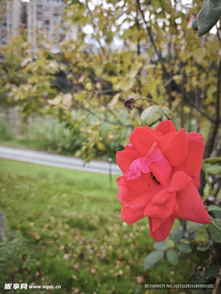 娇艳红玫瑰绽放于草地