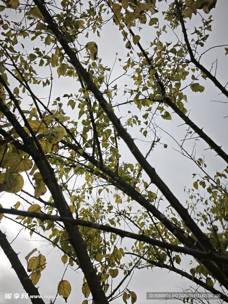 枝头新叶映灰白天空