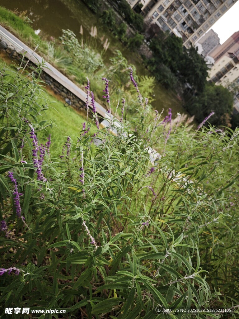 城市中繁茂的紫色花草景观