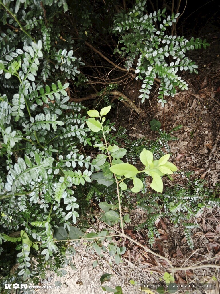 野外丛生的绿色植物
