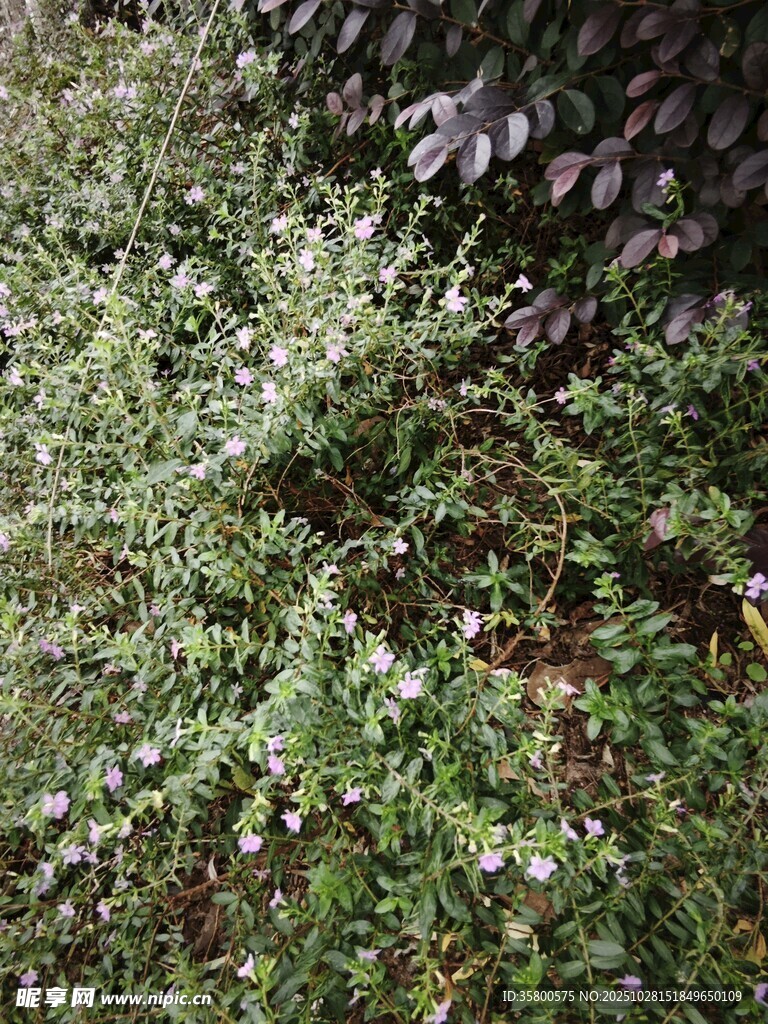 草丛中的白色小花