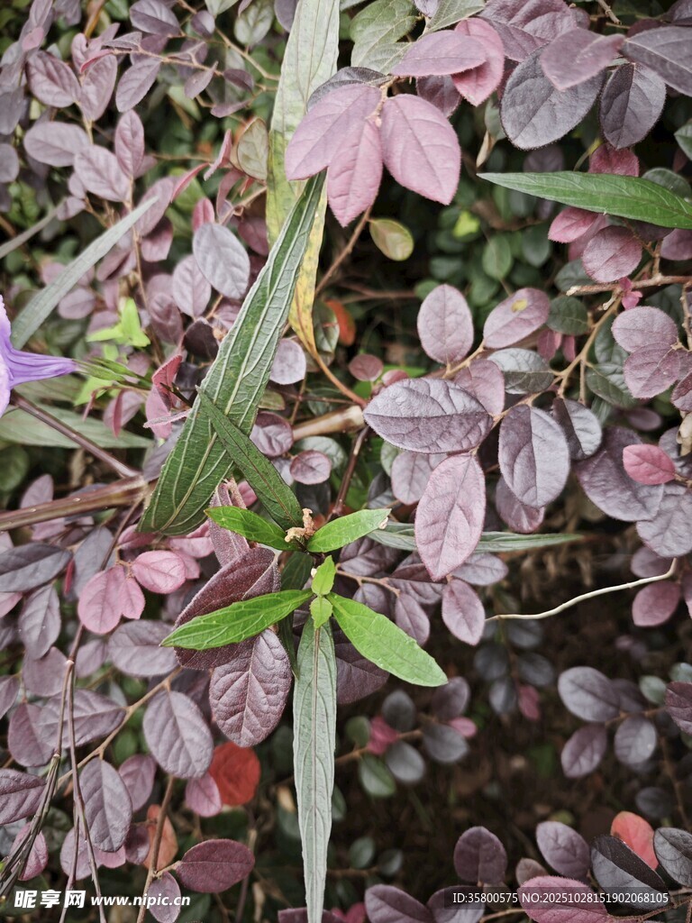 紫叶植物特写