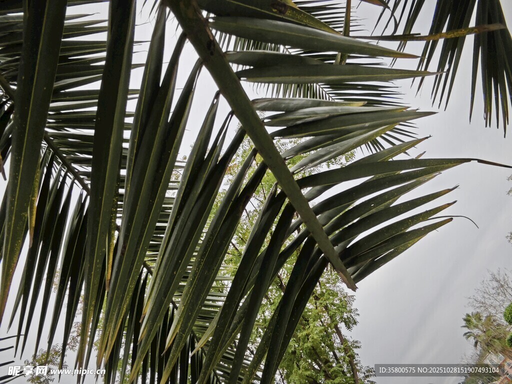 棕榈树叶特写