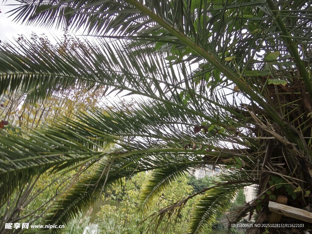 棕榈树繁茂枝叶景观