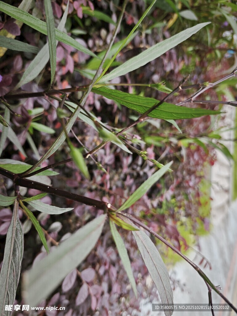 紫色花卉与绿叶植物特写