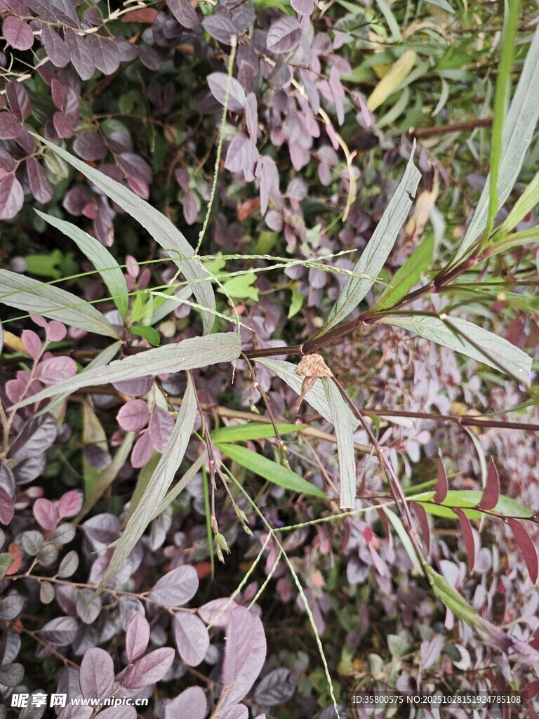 多彩植物叶片特写