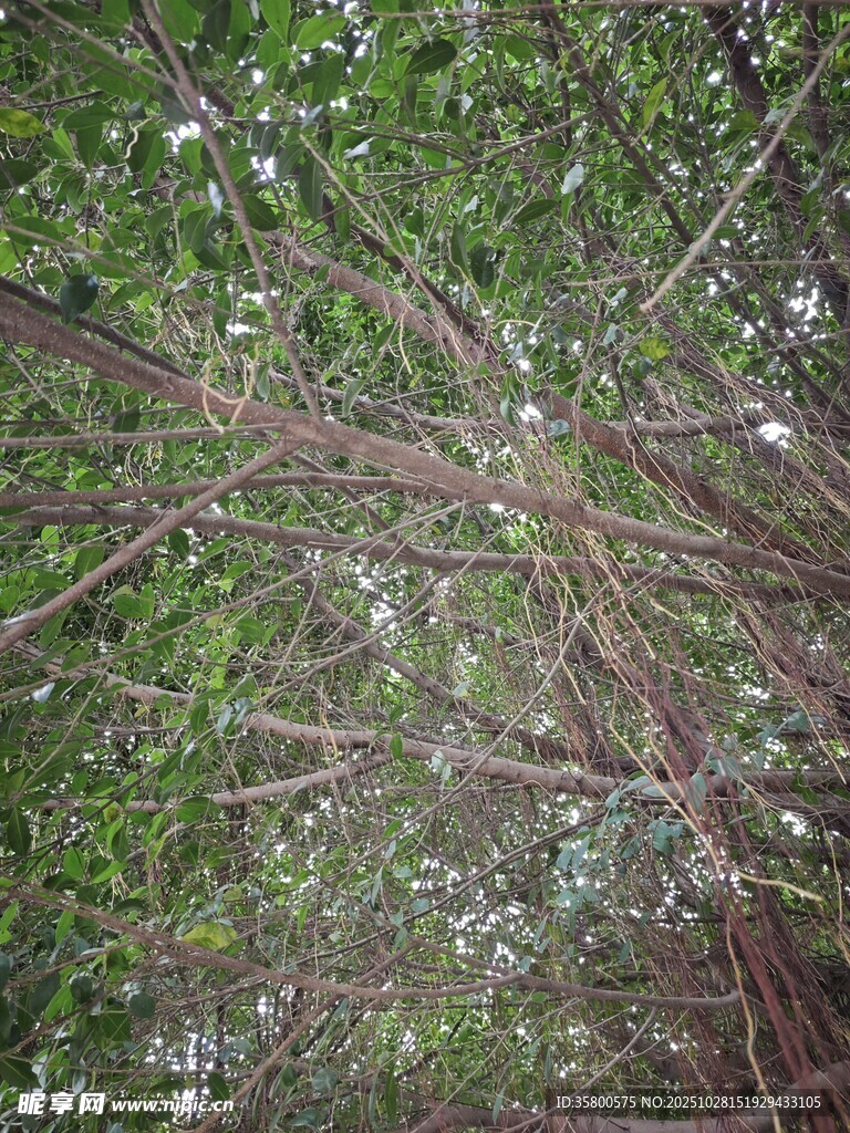 繁茂树枝与绿叶交织