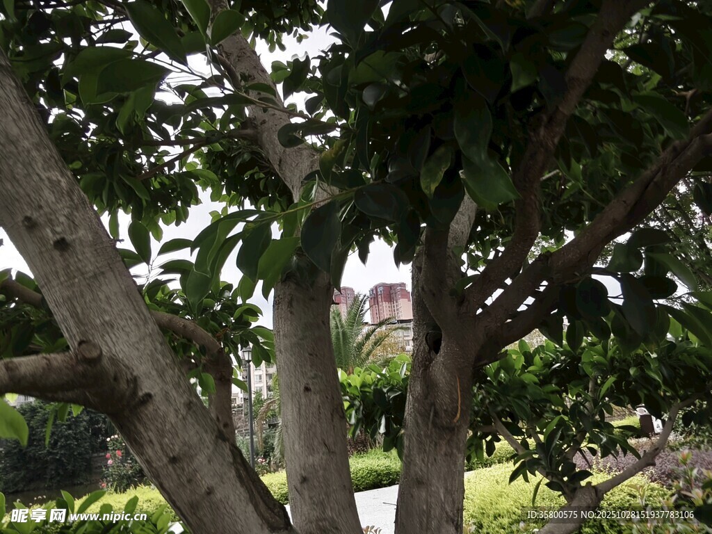 繁茂大树下的绿意景致