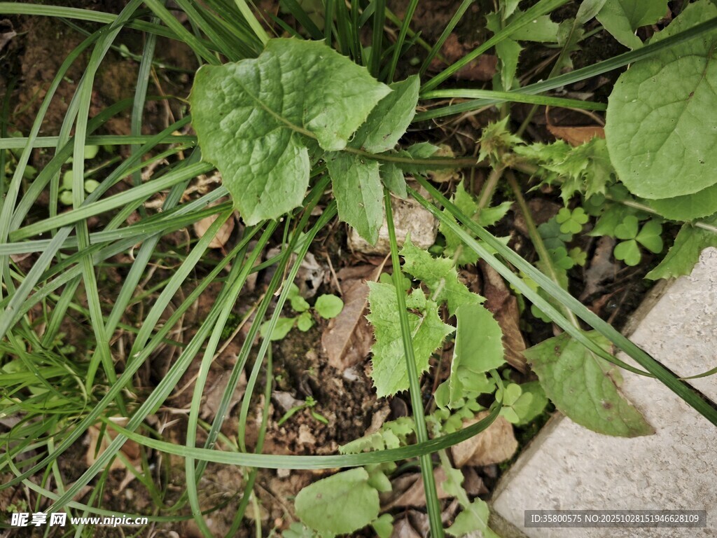 草丛中的嫩绿植物