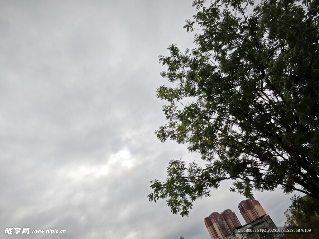 天空下的绿树与建筑