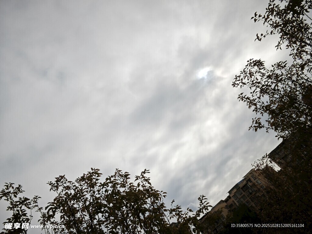 树梢上的多云天空
