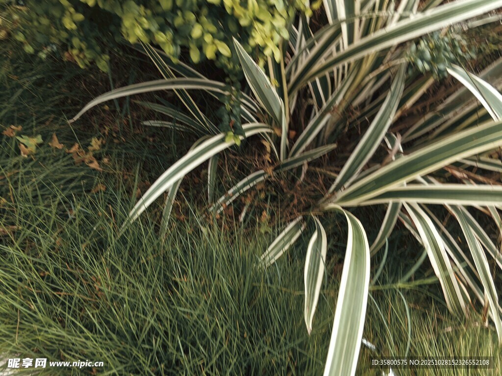 银边龙血树的独特景致