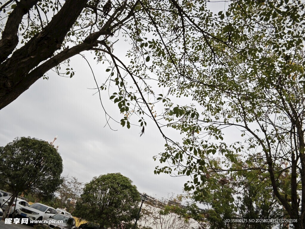 雨中枝叶繁茂的树木景观