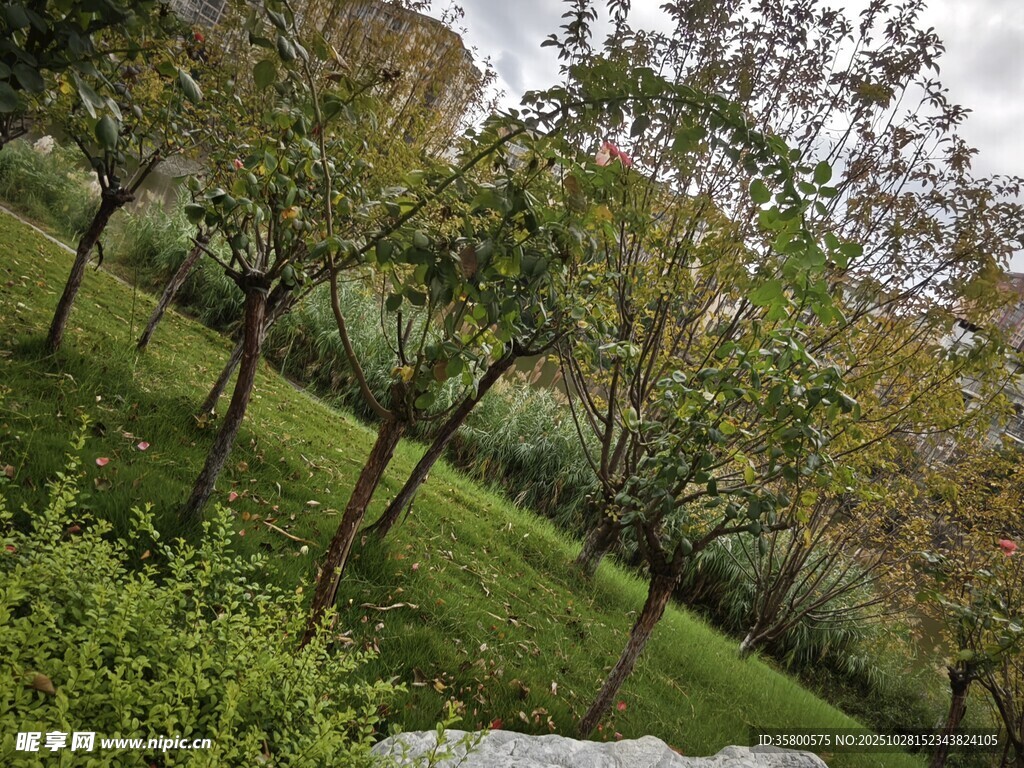 绿意盎然的山坡树林景观